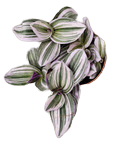 6" Tradescantia Nanouk